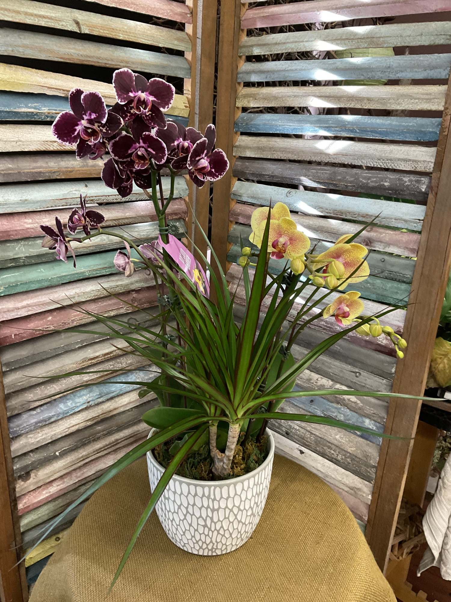 Phalaenopsis Orchids arrangements — hand-composed in the Huntington Beach atelier