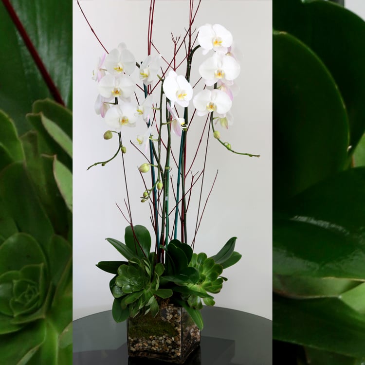 Succulents arrangements — hand-composed in the Huntington Beach atelier