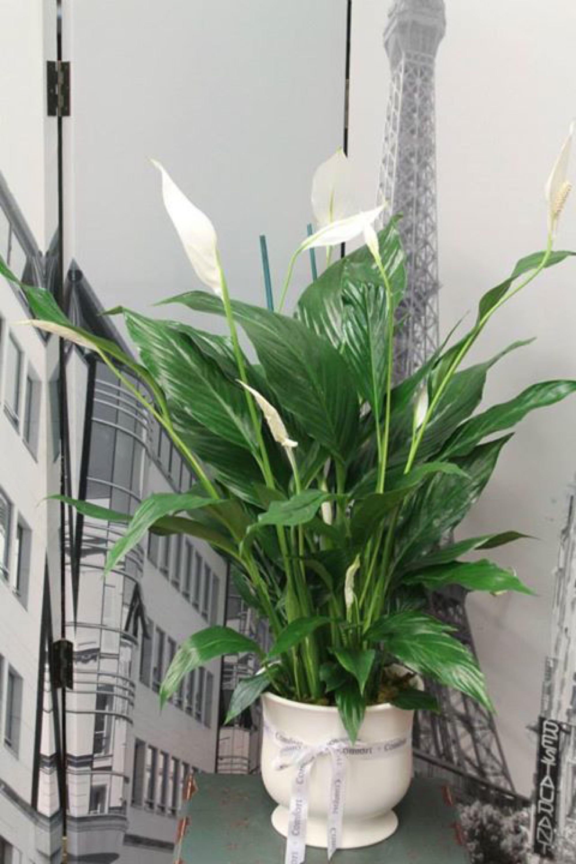 Peace lily