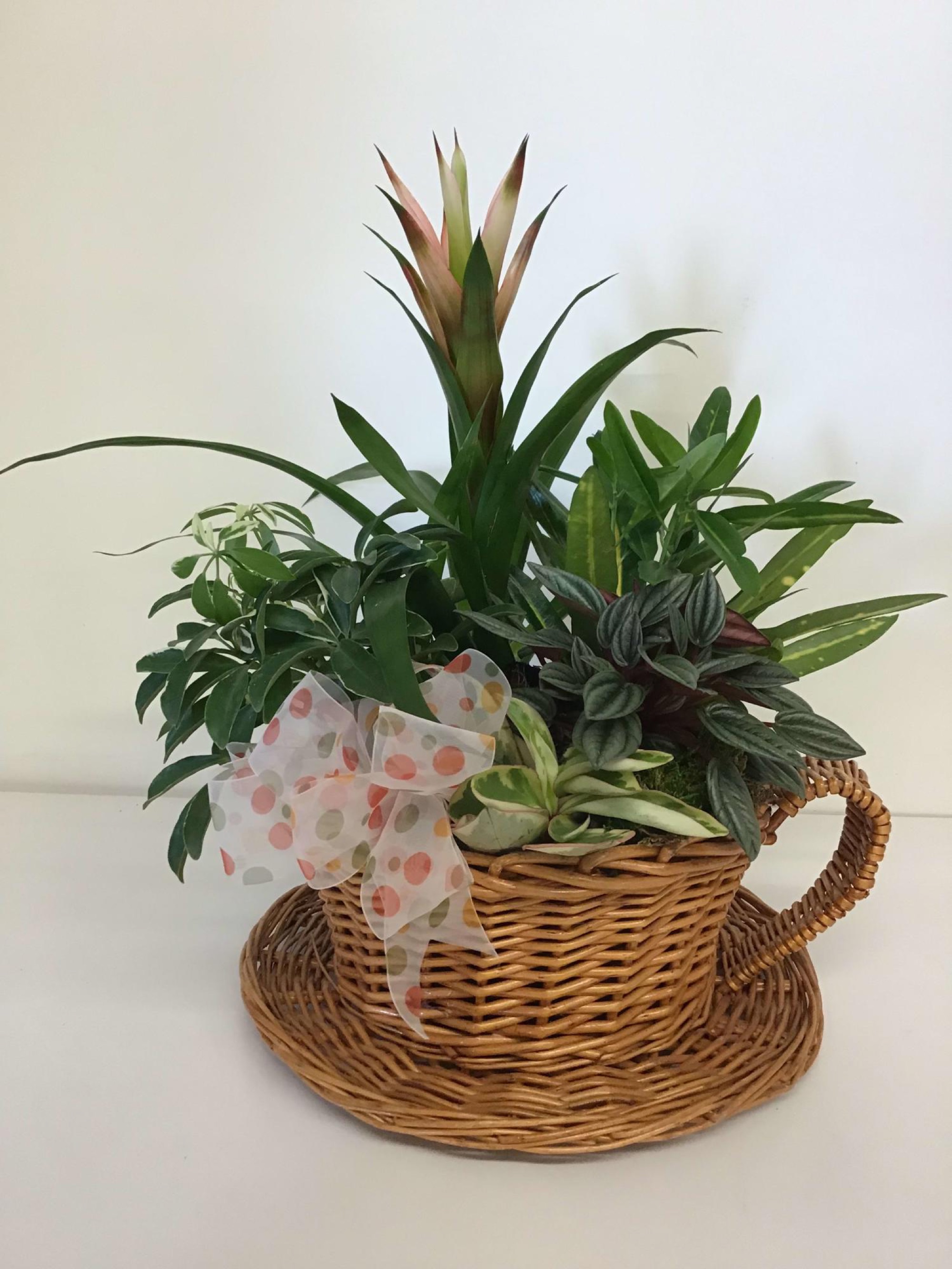Tea Cup — plants arrangement, hand-composed in The Flower Lover atelier in Huntington Beach